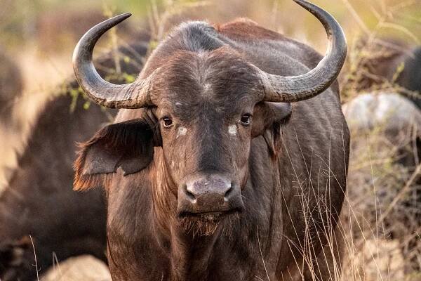 Mark Brouch - Kruger National Park, South Africa