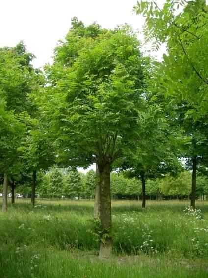 Fraxinus excelsior | jasan ztepilý - Van den Berk školky