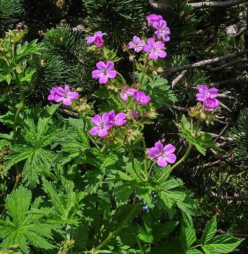 Kakost oddenkatý (Geranium macrorrhizum)