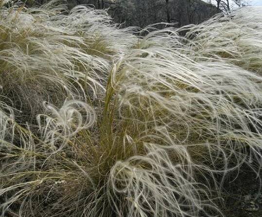 Kavyl Ivanův - Stipa pennata