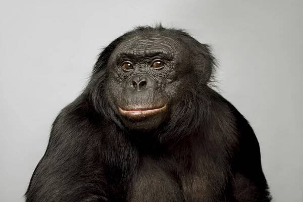 a bonobo from the shoulders up