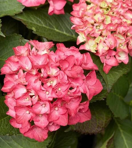 cityline paris hydrangea blooms