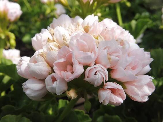 Pelargonium zonale " Emma " - pelargonie, muškát tulipánokvětý Zahradnictví Krulichovi - zahradnictví, květinářství, trvalky