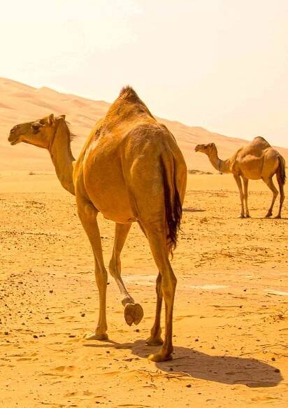 Camel Milk Powder Benefits 1