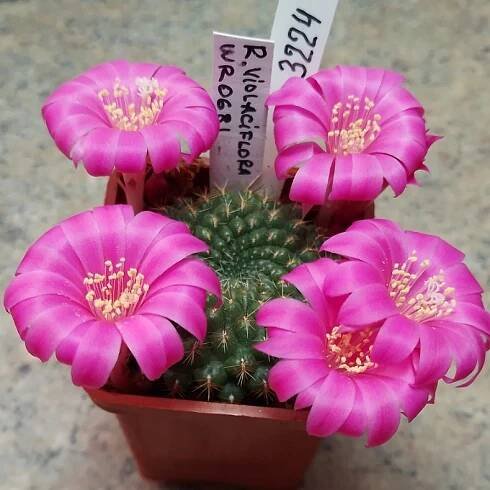 3224 Rebutia violaciflora WR0681 — Cactus-shop