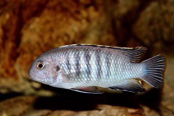 Tropheops sp. ‚chilumba‘ | Malawi-cichlidy.cz.