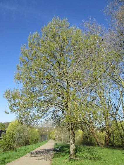Fraxinus excelsior