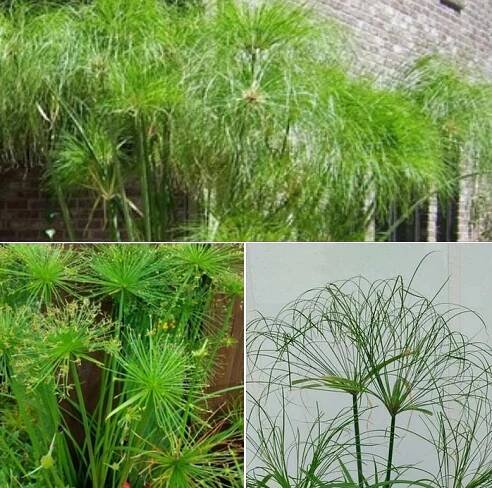 Šáchor papírodárný - Cyperus Papyrus