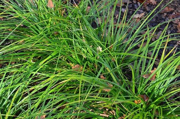 Carex morrowii 'Hazy Green' ***