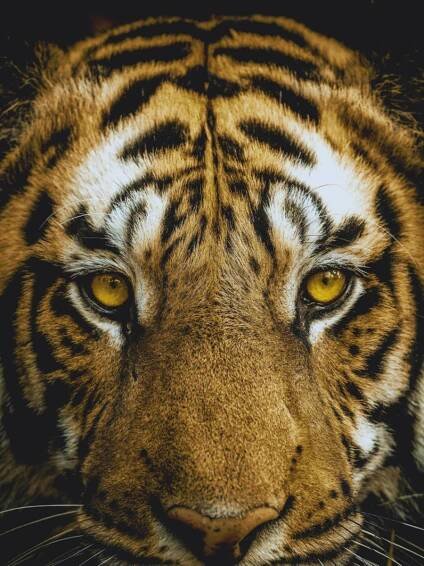 Meet the tiger influencers: Famous Big Cats that made Indian parks go viral