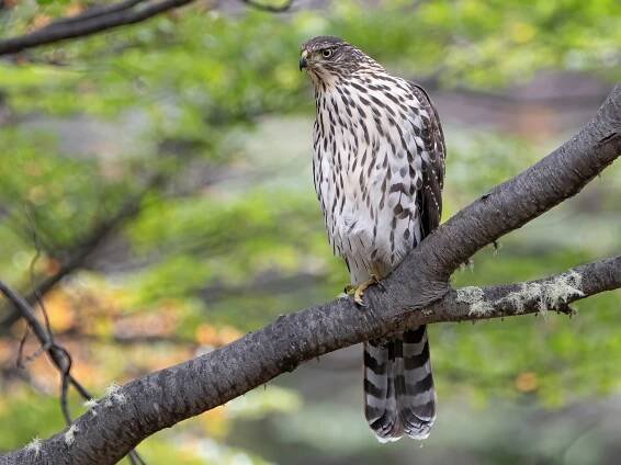  - Chilean Hawk