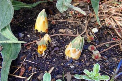 Květina Eremurus Výsadba a péče na otevřeném poli Pěstování ze semen Fotografie odrůd
