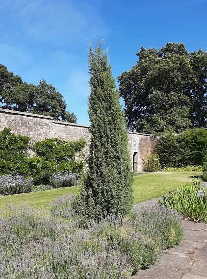Juniperus communis 'Hibernica'