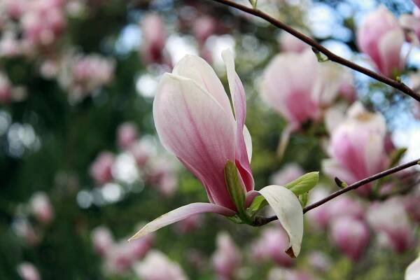 bigstock-magnolia-large-flowered-magnol-345823393.jpg | BydlímeKvalitně.cz 