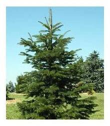 Abies nordmanniana 'Robusta'  Jedle kavkazská 'Robusta'