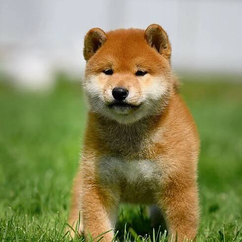 SHIOMARU ALL ABOUT YOU. SHIOMARU Shiba and Akita Inu Kennel