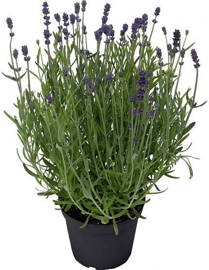 OBI SELECTION Levandule lékařská Blue Scent průměr květináče 12 cm