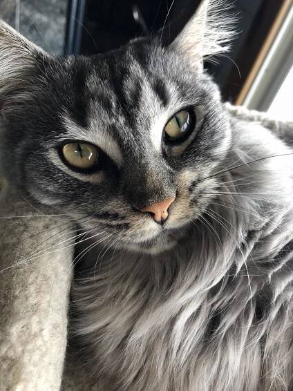 Maine Coon | Cute cats HQ - Pictures of cute cats and kittens