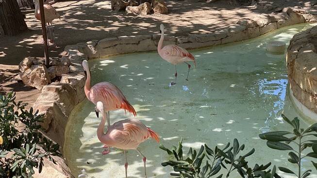 Delfinárium Marineland Mallorca (Táta)