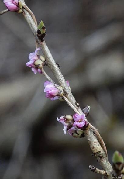 Forum / Obrázek : Lýkovec jedovatý (Daphne mezereum)
