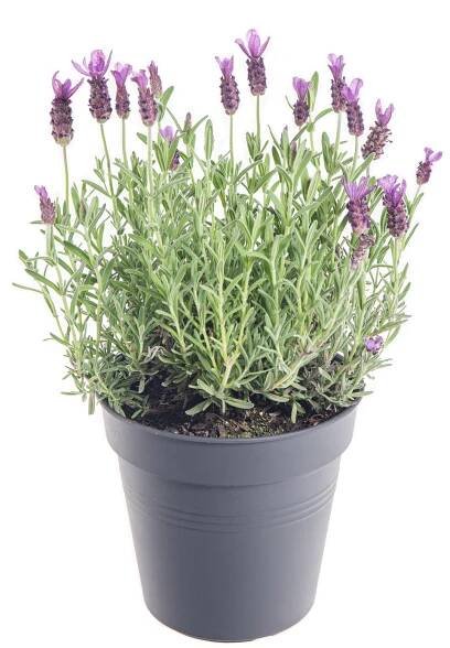 Levandule smilovitá, Lavandula stoechas, skladem