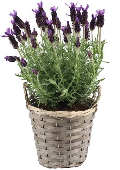 OBI Levandule (Lavandula stoechas) "Anouk" v košíku, pr. cca 15 cm