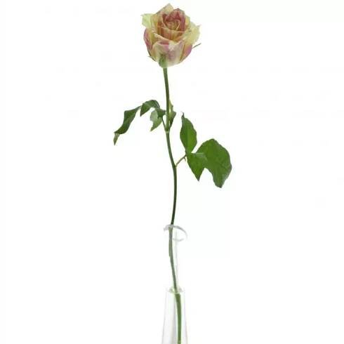 Žíhaná růže SWEET HARLEQUIN 30cm (M)