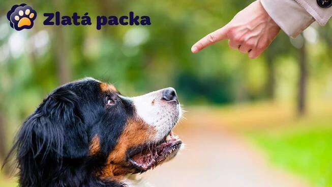 Chcete být se svým psem dobří kamarádi? Naučte ho pár základních povelů a buďte při tom důslední