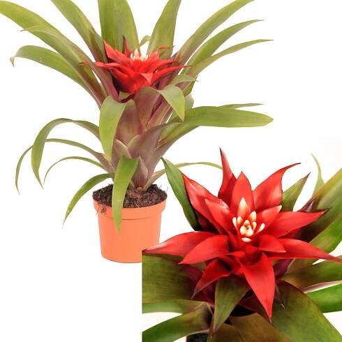 Guzmánie "Confetti", červená, průměr květináče cca 9 cm, Guzmania