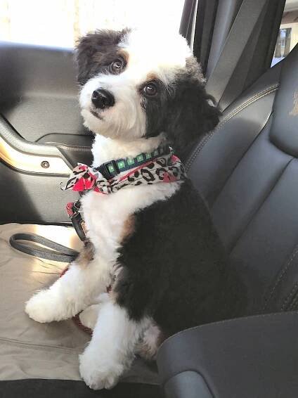 Tiny Bernedoodles - SwissRidge Kennels