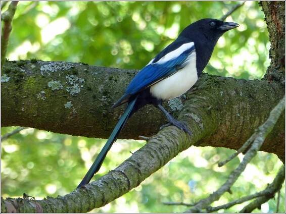 Nothing to crow about