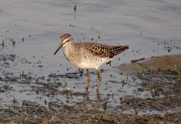 pták, volně žijící zvířata, písek, voda, bahňák, sandpiper, zvíře, divočina, zobák, bažina