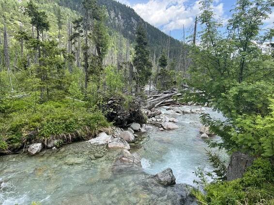 mountain stream and forest