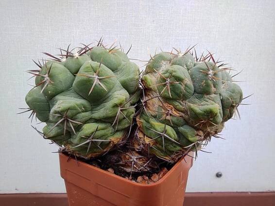 Kaktus Thelocactus hexaedrophorus - Dům a zahrada