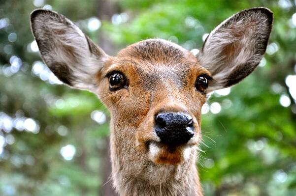 The Sacred Deer of Nara – incidental naturalist
