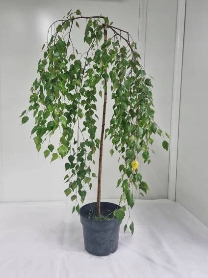 Bříza převislá Pendula – Betula pendula, výška 130 cm, Květináč 5 l