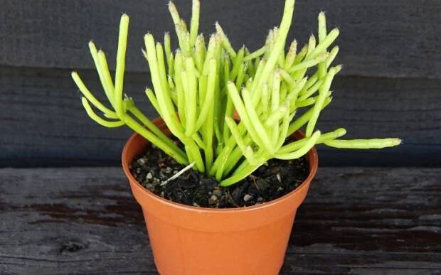 Rhipsalis cassutha - špagetový kaktus