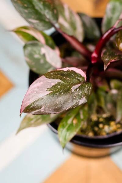 Philodendron ‘Pink Princess Marble' – Obrázok 2