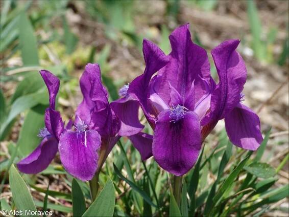 fotografický klíč k určování cévnatých rostlin :: BOTANICKÁ FOTOGALERIE
