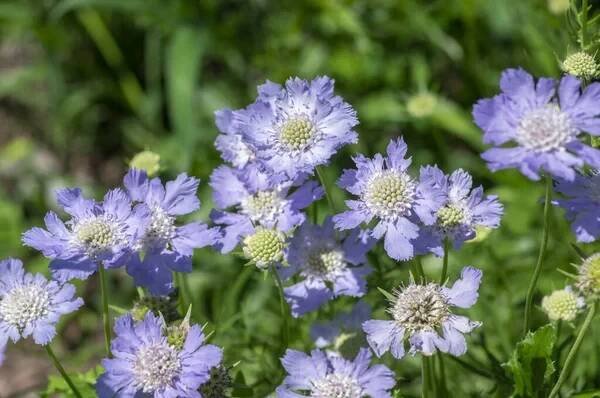 Scabiosa caucasica kavkazský pincushion květiny v květu, pochva kvetoucí okrasné světlo modrékrásná zahradní rostlina — Stock obrázek