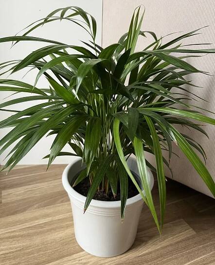 Areka zlatoplodá palma, (Dypsis lutescens, syn. Chrysalidocarpus lutescens)