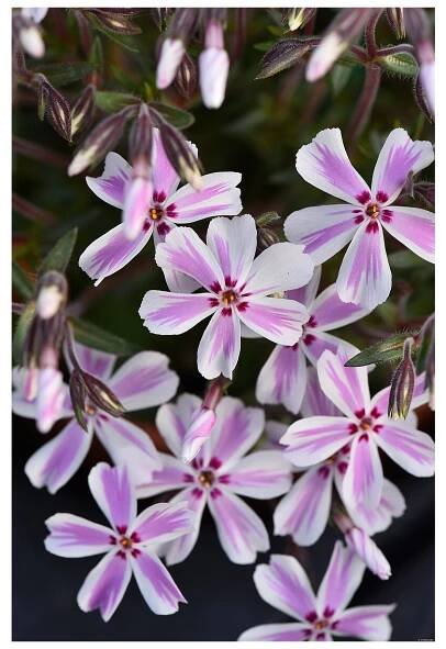 candy stripes phlox subulata 76262 1