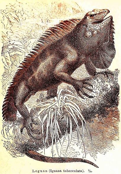 leguan
