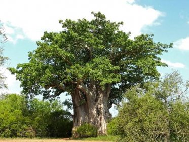 Vše o baobabu, stromu africké savany