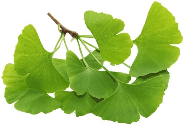 Jinan dvoulaločný (ginkgo)