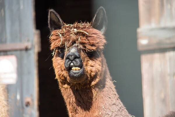 Hintergrundbilder : Alpaka, Alpacka, Lama, Vedskloster, Fauna ...