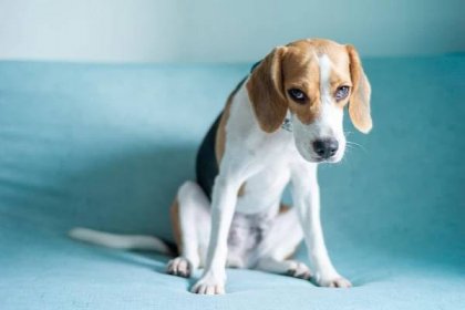 Čo robiť, ak váš psík trpí úzkosťou? | Dr.Max