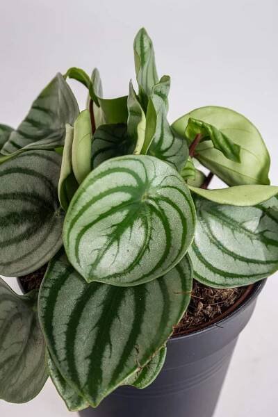 Pepřinec, Peperomia argyreia Watermelon, průměr květináče 10 - 12 cm-23402