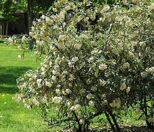 Viburnum ×´Pragense´