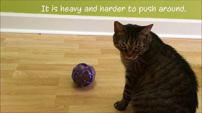 The Busy Buddy Kibble Nibble dog toy by Petsafe - Food Puzzles for Cats
